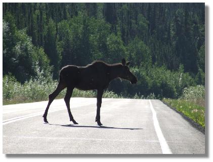 moose